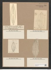 Navicula lyra var. subcarinata Grun. (de-Toni-Nr.: Genus 1, Species 327) Zeichnungen Sammlung Grunow Nr. 750 (NHMW-BOT-W0367147)